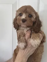 F1 Cavapoo girl 2, a female Cavapoo for sale in Carlsbad, CA – Photo 2 of 10