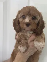 F1 Cavapoo girl 2, a female Cavapoo for sale in Carlsbad, CA – Photo 5 of 10