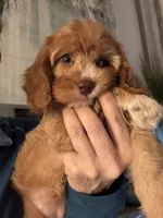 F1 Cavapoo girl 2, a female Cavapoo for sale in Carlsbad, CA – Photo 7 of 10