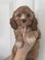F1 Cavapoo girl 2, a female Cavapoo for sale in Carlsbad, CA – Photo 1 of 10
