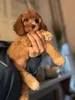 F1 Cavapoo girl 2, a female Cavapoo for sale in Carlsbad, CA – Photo 9 of 10