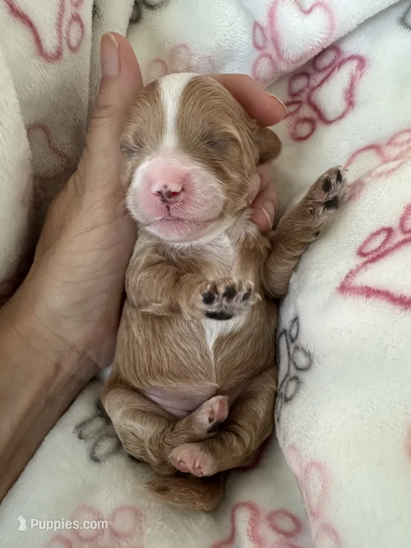Toffee – Cavapoo puppy for sale in Carlsbad, CA