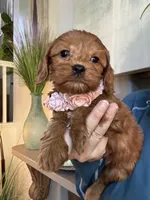 Lilly, a female Cavapoo for sale in Carlsbad, CA – 3 of 10