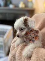 Sweet Pea , a female Cavapoo for sale in Carlsbad, CA – 10 of 10