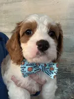 Finnick, a male Cavapoo for sale in Carlsbad, CA – 4 of 10