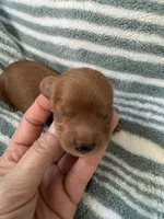 Red Cavapoo boy 1, a male Cavapoo for sale in Carlsbad, CA – 9 of 10