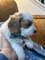 Crash , a male Cavapoo for sale in Carlsbad, CA – 10 of 10