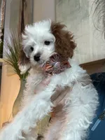 Sweet Pea teeny tiny toy F1 Cavapoo Girl , a female Cavapoo for sale in Carlsbad, CA – 4 of 10
