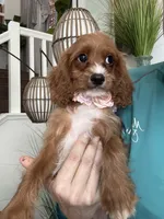 Gemma , a female Cavapoo for sale in Carlsbad, CA – 5 of 10