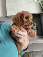 Kevin , a male Cavapoo for sale in Carlsbad, CA – 5 of 10