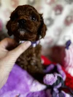 processed/29beb4aa-cca6-4519-8267-2933a8e4807d/listing/3d05c27e-5a68-492d-be8f-2fd748ec275c/2539a5ec-8f66-40cc-a6d9-945dbfef30c5