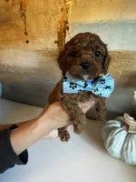 processed/29beb4aa-cca6-4519-8267-2933a8e4807d/listing/3d05c27e-5a68-492d-be8f-2fd748ec275c/fccf752b-033c-491c-b55f-d53aff44ed42