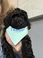 Rare black Toy Cavapoo boy 3, a male Cavapoo for sale in Carlsbad, CA – 4 of 10
