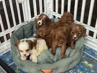 Hanna , a female Cavapoo for sale in Carlsbad, CA – 9 of 10