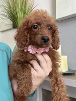 Ruby, a female Cavapoo for sale in Carlsbad, CA – 4 of 10