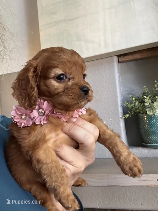 Hanna  – Cavapoo puppy for sale in Carlsbad, CA