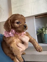 Hanna , a female Cavapoo for sale in Carlsbad, CA – 1 of 10