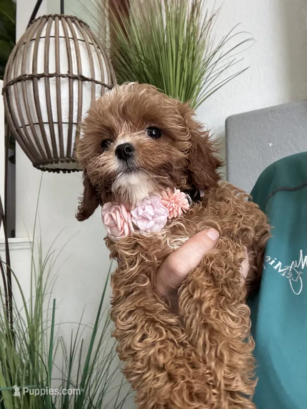 Fanny – Cavapoo puppy for sale in Carlsbad, CA