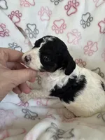 Toy Cavapoo girl 1, a female Cavapoo for sale in Carlsbad, CA – 8 of 10