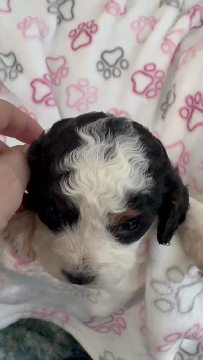 Toy Cavapoo girl 2, a female Cavapoo for sale in Carlsbad, CA – 10 of 10