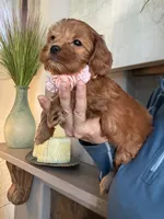 Lilly, a female Cavapoo for sale in Carlsbad, CA – 10 of 10