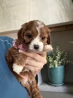 Maggie, a female Cavapoo for sale in Carlsbad, CA – 4 of 10