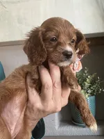 Toffee Toy Cavapoo girl , a female Cavapoo for sale in Carlsbad, CA – 8 of 9