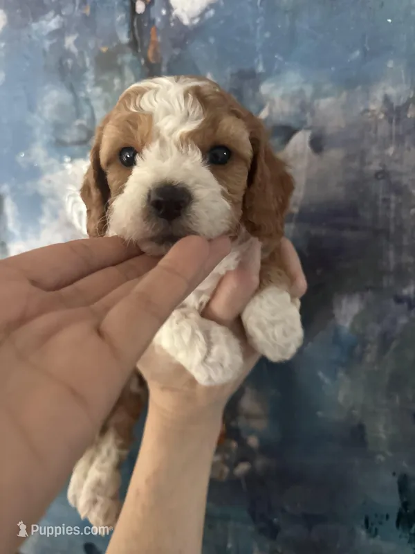 Daisy , a female Cavapoo and Poodle - Miniature  for sale in Carlsbad, CA – 1 of 10