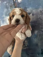 Daisy , a female Cavapoo and Poodle - Miniature  for sale in Carlsbad, CA – 1 of 10