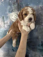 Daisy , a female Cavapoo and Poodle - Miniature  for sale in Carlsbad, CA – 5 of 10