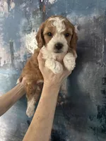 Daisy , a female Cavapoo and Poodle - Miniature  for sale in Carlsbad, CA – 10 of 10