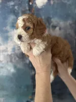 Daisy , a female Cavapoo and Poodle - Miniature  for sale in Carlsbad, CA – 6 of 10