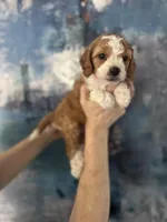 Daisy , a female Cavapoo and Poodle - Miniature  for sale in Carlsbad, CA – 8 of 10