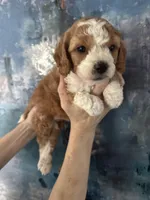 Daisy , a female Cavapoo and Poodle - Miniature  for sale in Carlsbad, CA – 3 of 10