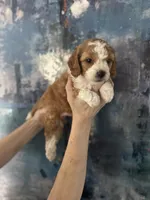 Daisy , a female Cavapoo and Poodle - Miniature  for sale in Carlsbad, CA – 2 of 10