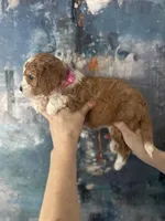 Daisy , a female Cavapoo and Poodle - Miniature  for sale in Carlsbad, CA – 7 of 10