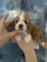 Daisy , a female Cavapoo and Poodle - Miniature  for sale in Carlsbad, CA – 4 of 10