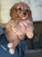 F1 Cavapoo girl 1 , a female Cavapoo for sale in Carlsbad, CA – Photo 8 of 10