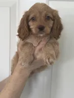 F1 Cavapoo girl 1 , a female Cavapoo for sale in Carlsbad, CA – Photo 7 of 10