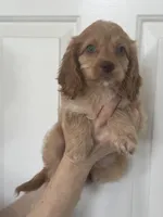 F1 Cavapoo girl 1 , a female Cavapoo for sale in Carlsbad, CA – Photo 3 of 10