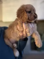 F1 Cavapoo girl 1 , a female Cavapoo for sale in Carlsbad, CA – Photo 9 of 10