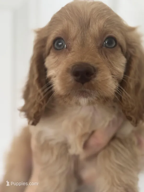 F1 Cavapoo girl 1  – Cavapoo puppy for sale in Carlsbad, CA