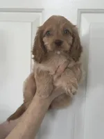 F1 Cavapoo girl 1 , a female Cavapoo for sale in Carlsbad, CA – Photo 5 of 10