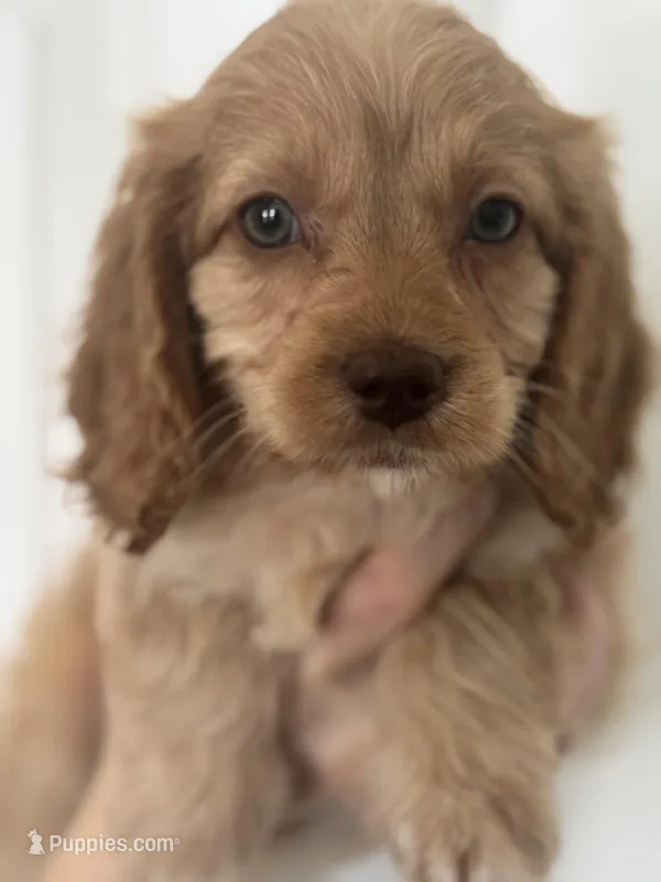 F1 Cavapoo girl 1  – Cavapoo puppy for sale in Carlsbad, CA