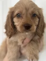 F1 Cavapoo girl 1 , a female Cavapoo for sale in Carlsbad, CA – Photo 1 of 10
