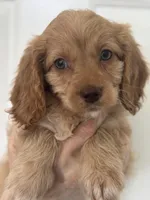 F1 Cavapoo girl 1 , a female Cavapoo for sale in Carlsbad, CA – Photo 6 of 10