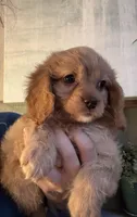 F1 Cavapoo girl 1 , a female Cavapoo for sale in Carlsbad, CA – Photo 10 of 10
