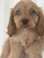 F1 Cavapoo girl 1 , a female Cavapoo for sale in Carlsbad, CA – Photo 4 of 10