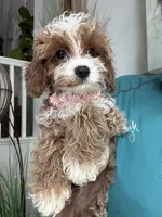 Maggie, a female Cavapoo for sale in Carlsbad, CA – 2 of 8