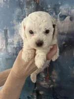 Fiona, a female Cavapoo and Poodle - Miniature  for sale in Carlsbad, CA – 5 of 10